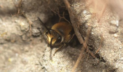 Réf. 348 940 : Colletes sp.